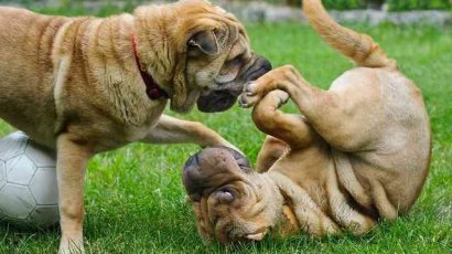 Самые умные породы собак для квартиры